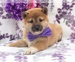 Small Photo #3 Labrador Retriever Puppy For Sale in CLAY, PA, USA