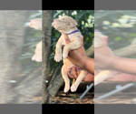 Small #6 American Bully