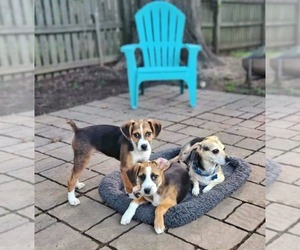 Mutt Dogs for adoption in Fultonham, NY, USA