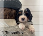 Small #6 Bernedoodle