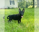 Small Photo #4 German Shepherd Dog Puppy For Sale in ROCKFIELD, KY, USA