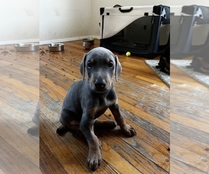 Doberman Pinscher Puppy for Sale in NORTH HOLLYWOOD, California USA