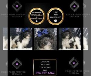 Poodle (Miniature) Puppy for sale in WARSAW, IN, USA