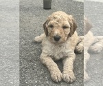 Puppy Big Ben Saint Berdoodle