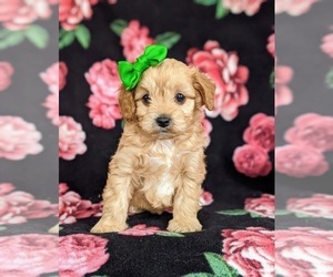 Cockapoo-Poodle (Miniature) Mix Puppy for sale in PEACH BOTTOM, PA, USA