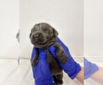 Puppy Ms Lavender Newfoundland