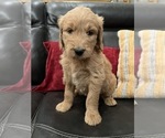 Small Photo #14 Goldendoodle Puppy For Sale in CEDAR HILL, TX, USA