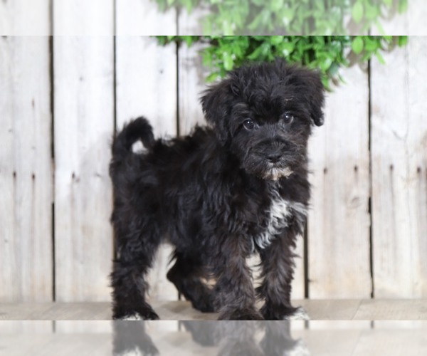 Medium Photo #1 Schnoodle (Standard) Puppy For Sale in MOUNT VERNON, OH, USA