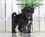 Small Photo #1 Schnoodle (Standard) Puppy For Sale in MOUNT VERNON, OH, USA