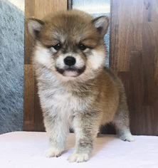 Shiba Inu Puppy for sale in CHICAGO, IL, USA