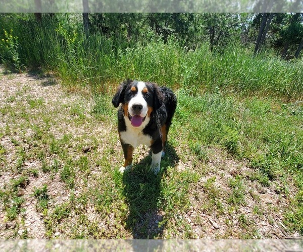 Medium Photo #28 Bernese Mountain Dog Puppy For Sale in PEYTON, CO, USA