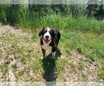 Small #3 Bernese Mountain Dog