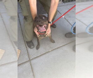 American Pit Bull Terrier-Staffordshire Bull Terrier Mix Dogs for adoption in Alameda, CA, USA