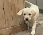 Puppy Goldy English Cream Golden Retriever-Golden Labrador Mix