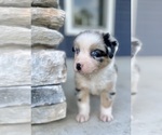Small Photo #7 Australian Shepherd Puppy For Sale in LODA, IL, USA