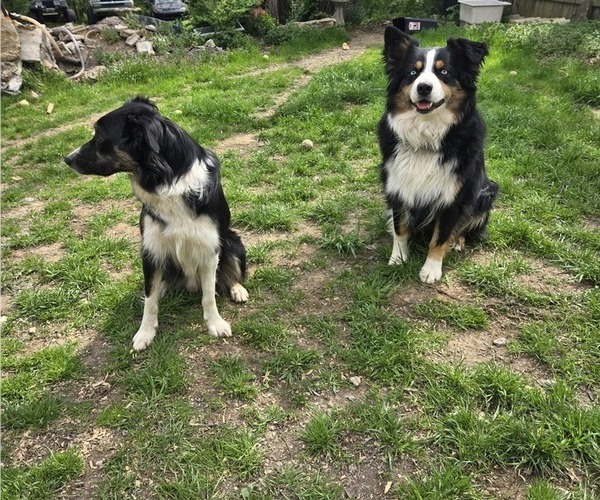 Medium Photo #1 Border-Aussie Puppy For Sale in NASHVILLE, TN, USA