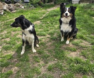 Mother of the Border-Aussie puppies born on 02/24/2025