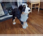 Small Photo #7 Bernedoodle Puppy For Sale in COLORADO SPRINGS, CO, USA