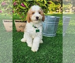Small #3 Goldendoodle (Miniature)