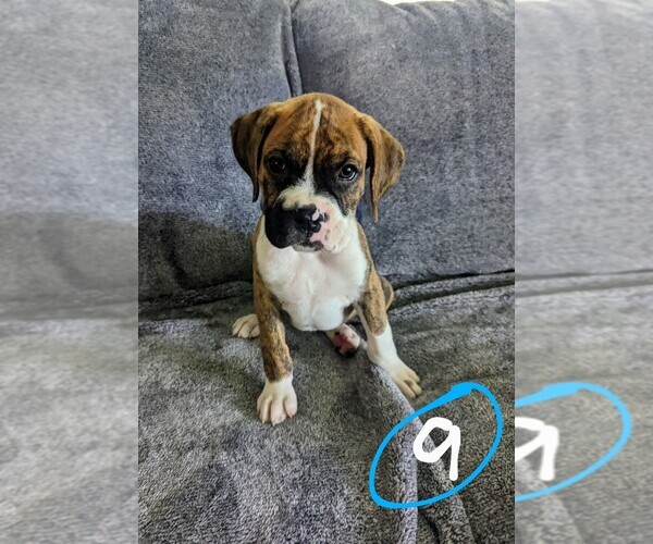Medium Photo #4 Boxer Puppy For Sale in ZEELAND, MI, USA