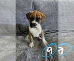 Small Photo #4 Boxer Puppy For Sale in ZEELAND, MI, USA