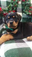 Rottweiler Puppy for sale in BIRD IN HAND, PA, USA