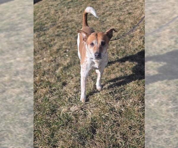 Medium Photo #2 Mutt Puppy For Sale in Ogden, UT, USA