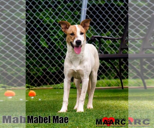 Medium Photo #2 Collie-Unknown Mix Puppy For Sale in Maryville, TN, USA