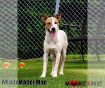 Small #1 Collie Mix