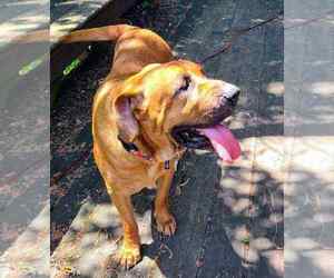 Bloodhound-Unknown Mix Dogs for adoption in Plainfield, IL, USA