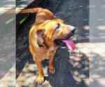 Small Bloodhound Mix
