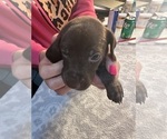 Puppy Turquoise colla German Shorthaired Pointer