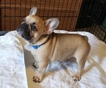 Puppy 1 French Bulldog