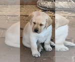 Small Photo #10 Labrador Retriever Puppy For Sale in SOUTHMONT, NC, USA