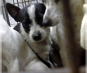 Chihuahua Dogs for adoption in Naples, FL, USA