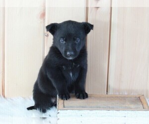 German Shepherd Dog-Siberian Husky Mix Puppy for sale in FREDERICKSBURG, OH, USA