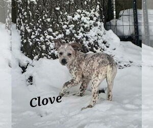 Mutt Dogs for adoption in Garden City, NY, USA