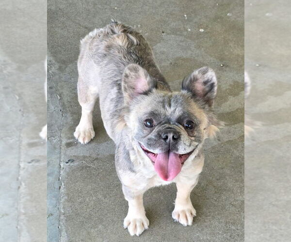 Medium Photo #4 French Bulldog Puppy For Sale in San Bernardino, CA, USA