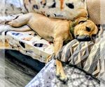 Small #4 Mastiff Mix