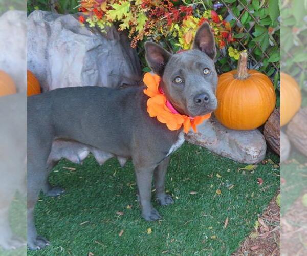 Medium Photo #1 American Pit Bull Terrier-Chow Chow Mix Puppy For Sale in Oklahoma City, OK, USA