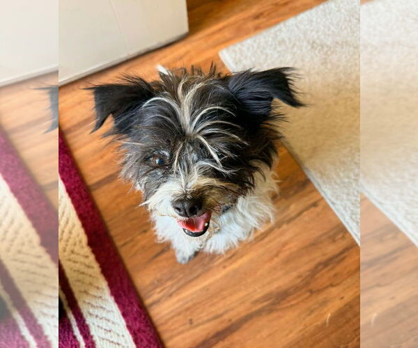 Medium Photo #1 Chihuahua-Unknown Mix Puppy For Sale in Grafton, WI, USA