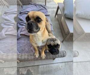 Lola - Female Chug Dog for Adoption - Photo #5