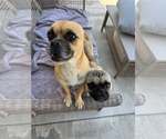 Small Photo #5 Chug Puppy For Sale in Corona, CA, USA