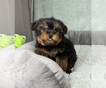 Image preview for Ad Listing. Nickname: Paxton