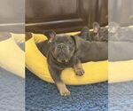 Small #3 French Bulldog