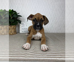 Small #1 Boxer