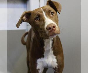 American Staffordshire Terrier-Unknown Mix Dogs for adoption in San Antonio, TX, USA
