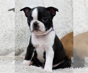 StormFly - Female Boston Terrier Puppy for Sale