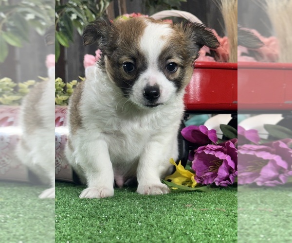 Medium Photo #4 Chihuahua Puppy For Sale in CANOGA, NY, USA