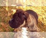 Small Photo #22 Olde English Bulldogge Puppy For Sale in KANSAS CITY, MO, USA